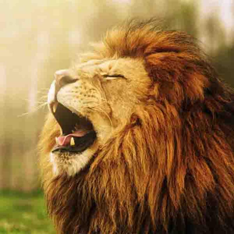 Roar Like the Lions of Serengeti: Resilience, Change, and the Courage to Rise!